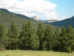 The Tooth of Time from Carson Meadows